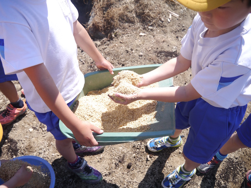 昨年5年生が育てたもち米の糠から、肥料をつくっています。