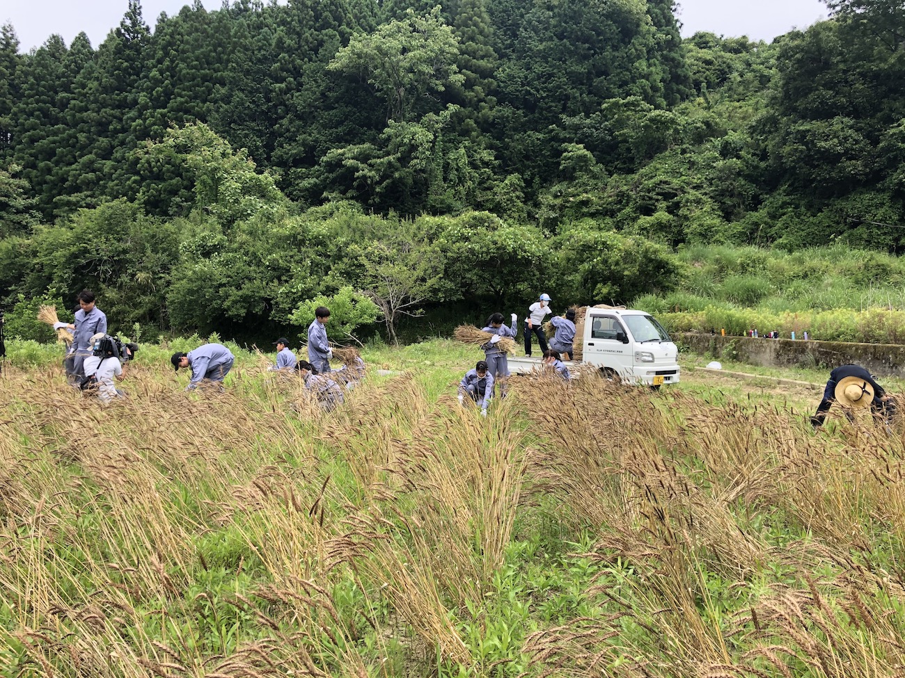 神山小麦の収穫